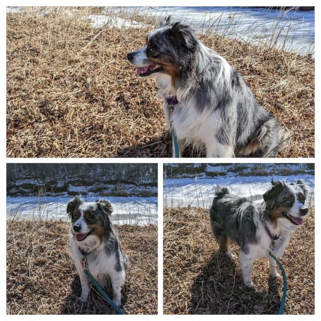 Jasmine taking a break along Skunk Creek