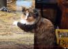 Maya the cat sitting at the bar