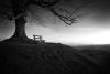 Lone tree on hill via Pixabay
