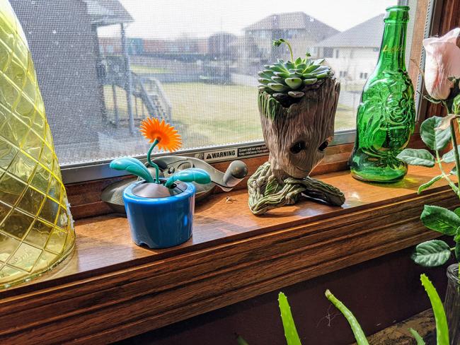 Baby Groot on our window sill